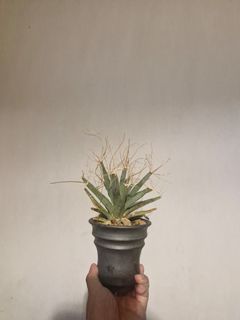 (Category: ) located in . Submitted by excess.plants (Listing ID 1412260617, Image 1). Description: .