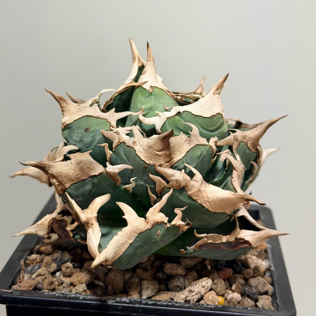 清櫻CJ9 嚴龍龍舌蘭Agave Titanota 多肉植物, 傢俬＆家居, 園藝, 植物