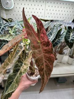 (Category: ) located in . Submitted by izhzj (Listing ID 1407639962, Image 1). Description: .