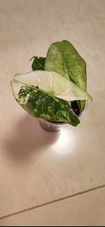 (Category: ) located in . Submitted by brpat (Listing ID 1407675539, Image 1). Description: .