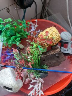 (Category: ) located in . Submitted by ancilinsujitha (Listing ID 1406470735, Image 1). Description: .