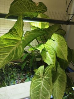 (Category: ) located in . Submitted by jz_ong (Listing ID 1407568848, Image 1). Description: .