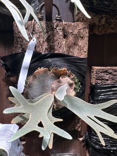 （分類：）位於 。 由 zibet_c 提交（商品編號 1412597555，圖片 1）。簡介： 。