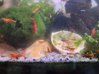 (Category: ) located in . Submitted by jacquelyn11 (Listing ID 1412670385, Image 1). Description: .