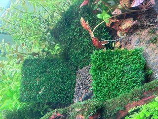 (Category: ) located in . Submitted by ngchans (Listing ID 1412608258, Image 1). Description: .
