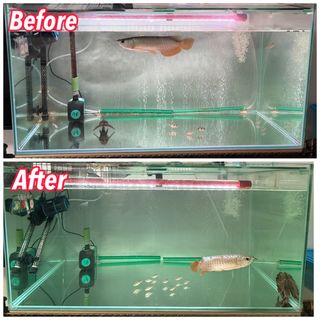 (Category: ) located in . Submitted by pisces_man_aquarium_services (Listing ID 1412835199, Image 1). Description: .