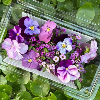 （分類：）位於 。 由 _delightgarden 提交（商品編號 1412857822，圖片 1）。簡介： 。