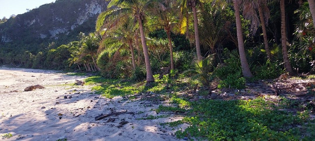 Beach front lot (Category: Lot) located in San Juan City. Submitted by sonny953998496 (Listing ID 1407786910, Image 2). Description: >3472 sqm >28 m frontage >ideal for resorts/tourism development >many coconut trees and bamboo within the vicinity >750/sqm only (negotiable) >theres also 1 hectar available close to this property for inquiries: 09694285828.