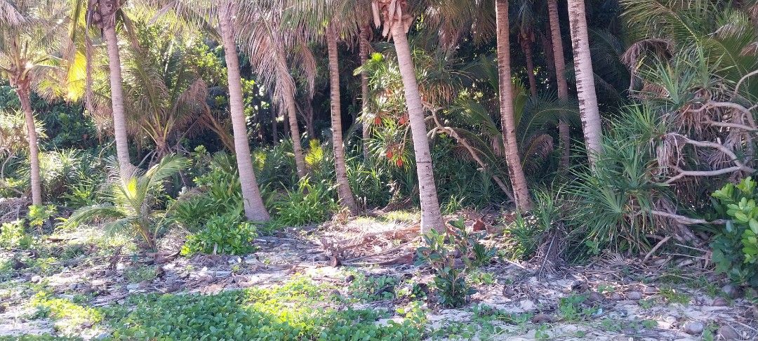 Beach front lot (Category: Lot) located in San Juan City. Submitted by sonny953998496 (Listing ID 1407786910, Image 3). Description: >3472 sqm >28 m frontage >ideal for resorts/tourism development >many coconut trees and bamboo within the vicinity >750/sqm only (negotiable) >theres also 1 hectar available close to this property for inquiries: 09694285828.