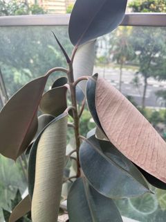(Category: ) located in . Submitted by flee_korea (Listing ID 1407759623, Image 1). Description: .