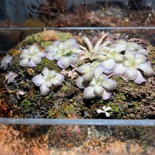 （分類：）位於 。 由 just_grow 提交（商品編號 1407786700，圖片 1）。簡介： 。
