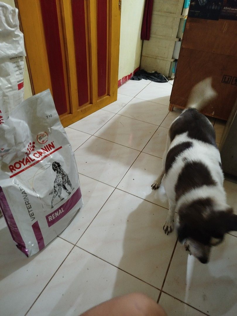Royal Canin Renal Kibbles (7kg) (Category: Pet Food) located in Dasmarinas. Submitted by nicole_d (Listing ID 1407874328, Image 3). Description: SEALED, NEVER OPENED RFS: Overstocked Loc: Dasmariñas, Cavite MOP: GCash NO DP, NO DELIVERY.