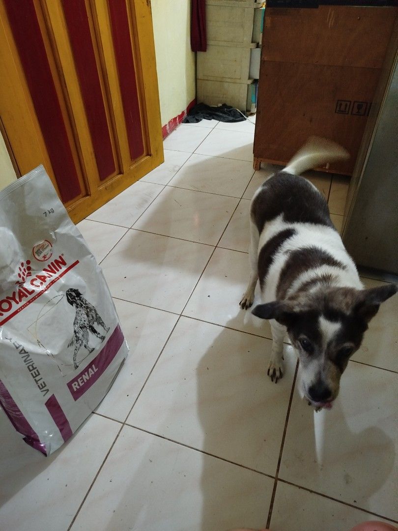 Royal Canin Renal Kibbles (7kg) (Category: Pet Food) located in Dasmarinas. Submitted by nicole_d (Listing ID 1407874328, Image 2). Description: SEALED, NEVER OPENED RFS: Overstocked Loc: Dasmariñas, Cavite MOP: GCash NO DP, NO DELIVERY.