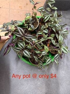 (Category: ) located in . Submitted by perfectbuy (Listing ID 1407919728, Image 1). Description: .