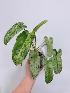 （分類：）位於 。 由 zoe.4 提交（商品編號 1408062198，圖片 1）。簡介： 。
