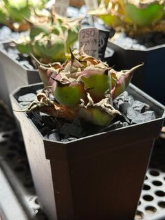 （分類：）位於 。 由 yyyyya562 提交（商品編號 1408071348，圖片 1）。簡介： 。