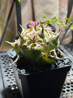 （分類：）位於 。 由 yyyyya562 提交（商品編號 1408071536，圖片 1）。簡介： 。