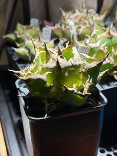 （分類：）位於 。 由 yyyyya562 提交（商品編號 1408071751，圖片 1）。簡介： 。
