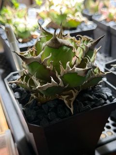 （分類：）位於 。 由 yyyyya562 提交（商品編號 1408070491，圖片 1）。簡介： 。