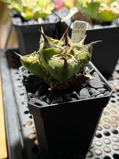 （分類：）位於 。 由 yyyyya562 提交（商品編號 1408070901，圖片 1）。簡介： 。