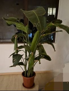 (Category: ) located in . Submitted by handsomeuncle (Listing ID 1408096571, Image 1). Description: .
