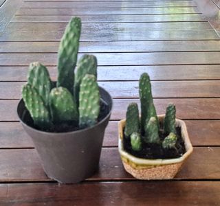 (Category: ) located in . Submitted by waiting.for.roots (Listing ID 1407977277, Image 1). Description: .