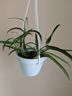(Category: ) located in . Submitted by plantletsg (Listing ID 1408131769, Image 1). Description: .