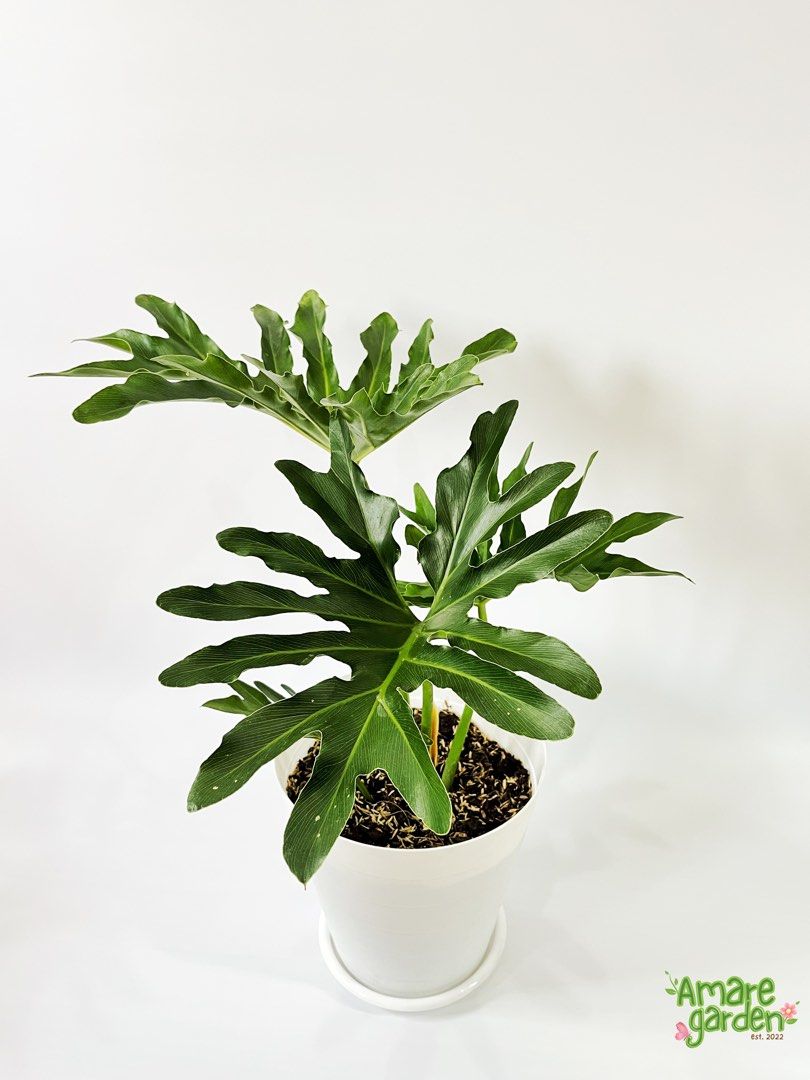Philodendron Selloum Plant for Indoors (Category: Plants & Seeds) located in Bacoor. Submitted by mayasells (Listing ID 1408240409, Image 2). Description: .