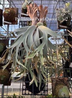 Platycerium Willinckii cv Pearl Queen, Furniture & Home Living