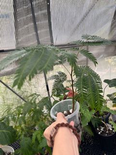 (Category: ) located in . Submitted by plantkid (Listing ID 1408403097, Image 1). Description: .