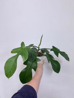 （分類：）位於 。 由 zoe.4 提交（商品編號 1408391556，圖片 1）。簡介： 。
