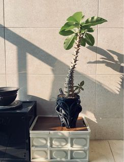 （分類：）位於 。 由 oliviaw1218 提交（商品編號 1408546664，圖片 1）。簡介： 。