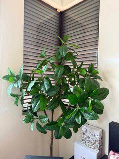 (Category: ) located in . Submitted by haypreloved (Listing ID 1408624705, Image 1). Description: .