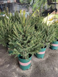 (Category: ) located in . Submitted by gardenfunfarm (Listing ID 1408518447, Image 1). Description: .