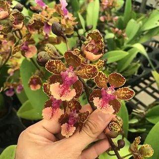 (Category: ) located in . Submitted by gardenparadisesgp (Listing ID 1408661423, Image 1). Description: .