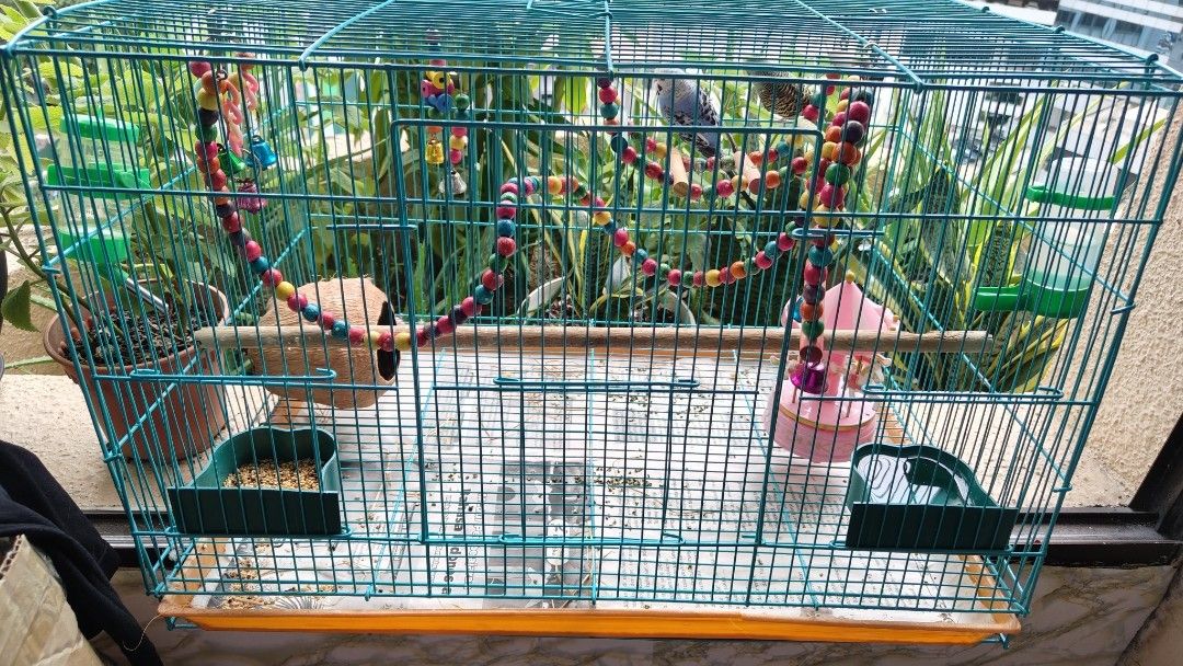 Extra Large Birds Cage With Free Food And 2X Love Photo Inspiration