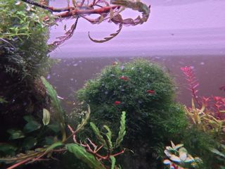 (Category: ) located in . Submitted by shaunhcy (Listing ID 1371006239, Image 1). Description: .