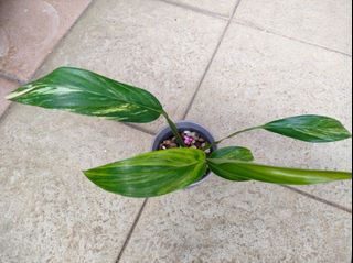 (Category: ) located in . Submitted by plantlover13 (Listing ID 1346715582, Image 1). Description: .