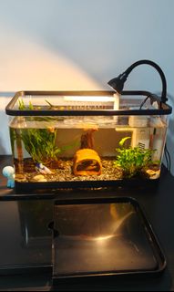 (Category: ) located in . Submitted by moonxake (Listing ID 1350659831, Image 1). Description: .