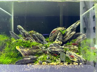 (Category: ) located in . Submitted by mossever (Listing ID 1350648105, Image 1). Description: .