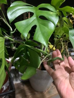 (Category: ) located in . Submitted by hangingplants (Listing ID 1352330802, Image 1). Description: .