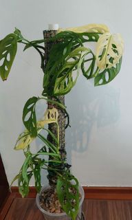 （分類：）位於 。 由 SnowFan 提交（商品編號 1352373570，圖片 1）。簡介： 。