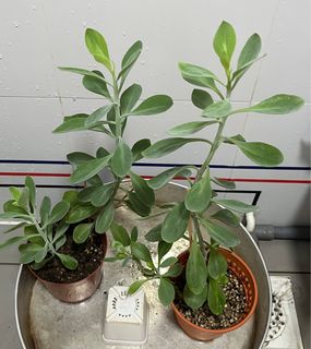 (Category: ) located in . Submitted by plant.hobbyist (Listing ID 1311777131, Image 1). Description: .