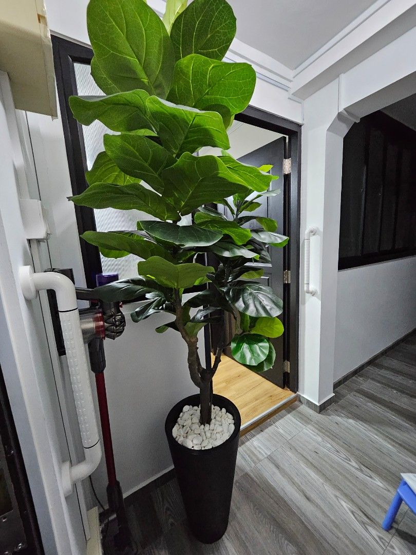 Plant and pot