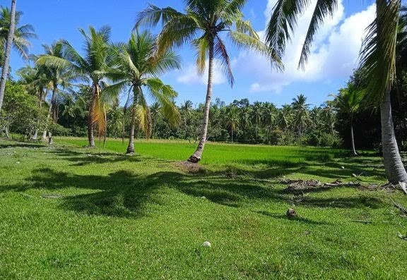 24 Hectares Agricultural Land Along the National Highway, Palawan ...
