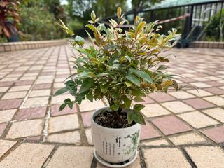 （分類：）位於 。 由 brilliantmind18 提交（商品編號 1346046522，圖片 1）。簡介： 。