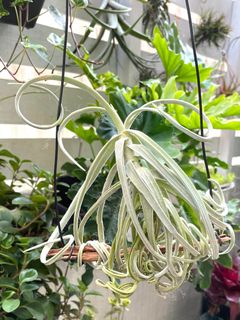 （分類：）位於 。 由 gladyz97 提交（商品編號 1352854357，圖片 1）。簡介： 。