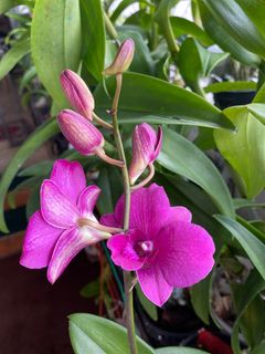 (Category: ) located in . Submitted by orchid_corner (Listing ID 1352358833, Image 1). Description: .