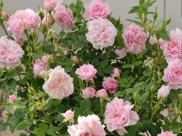 Japanese Mini Porte Bonheur Rose, Furniture & Home Living