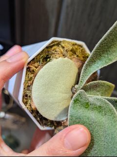 （分類：）位於 。 由 platyanthurium 提交（商品編號 1338306675，圖片 1）。簡介： 。